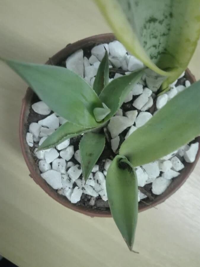 Agave lanuginosa 28