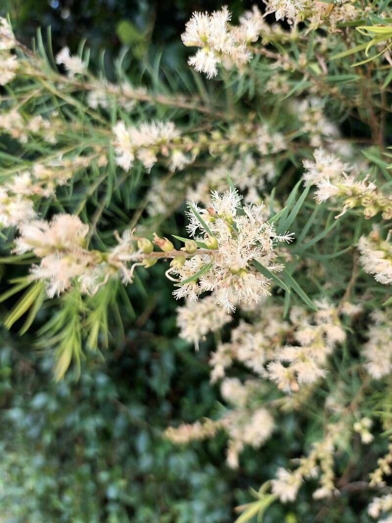 Teebaum 4