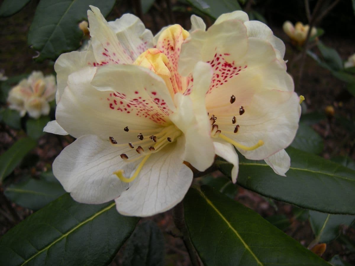Rododendro