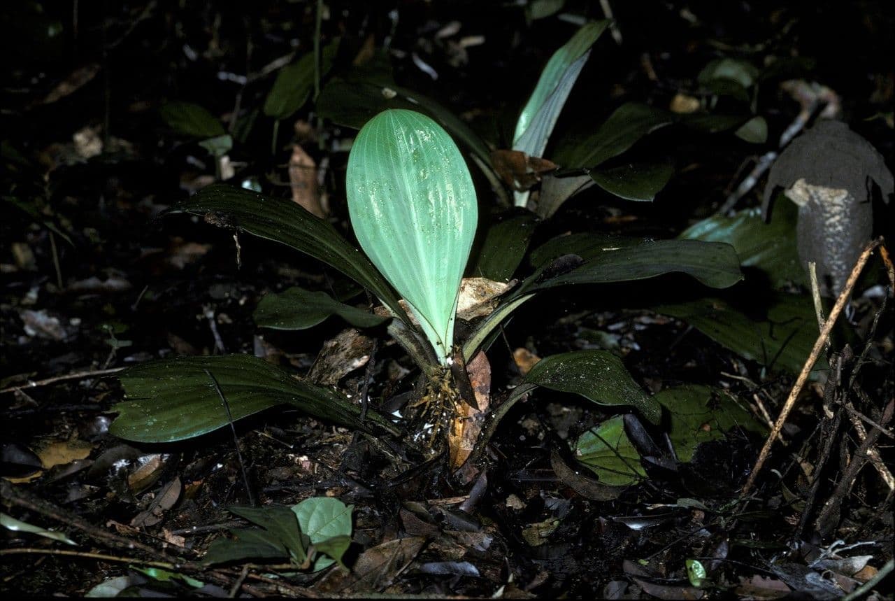 Palisota 2