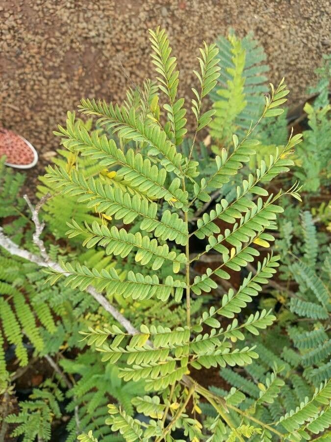 Peltophorum dubium 16
