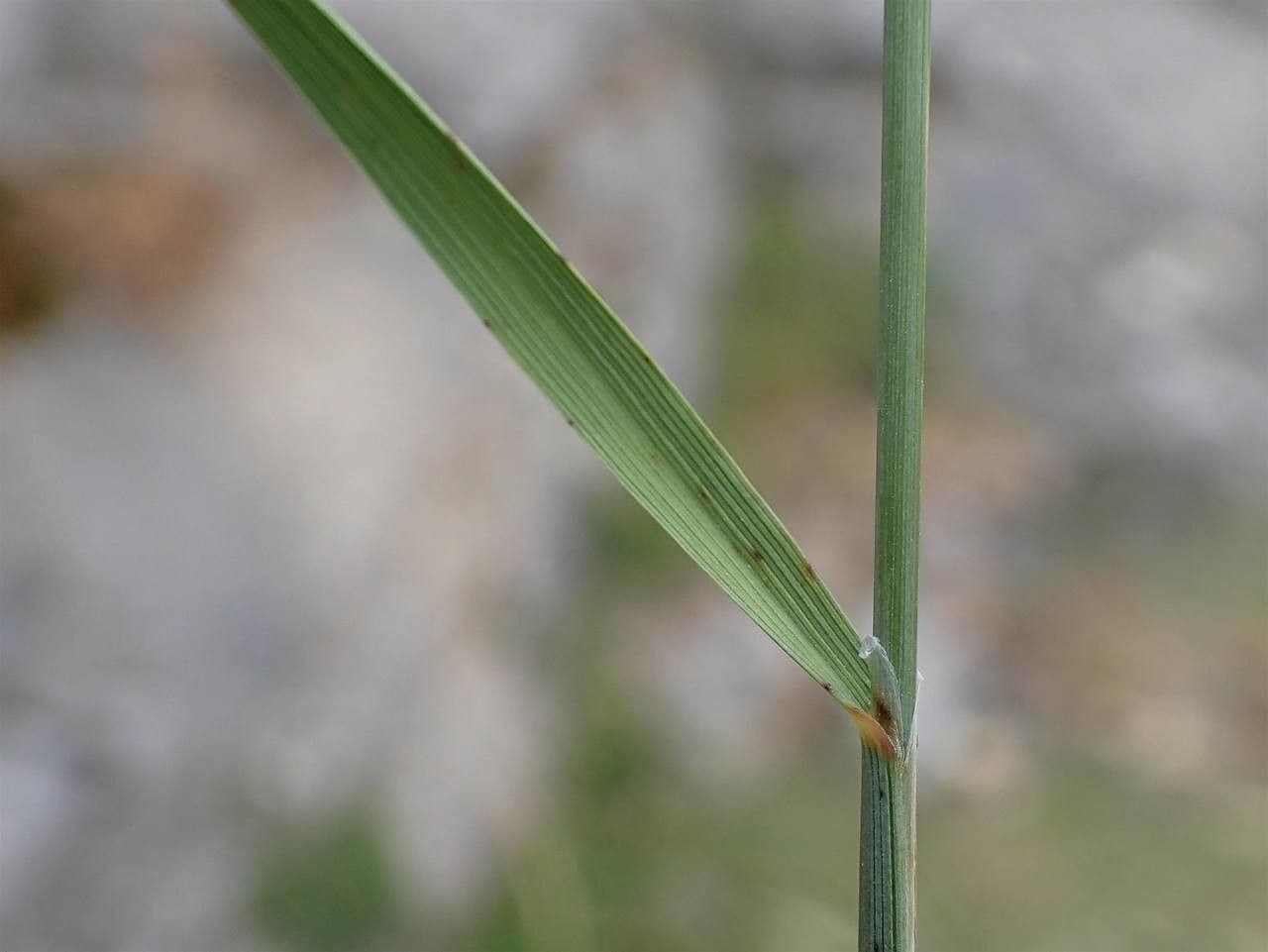 Espiguilla 24