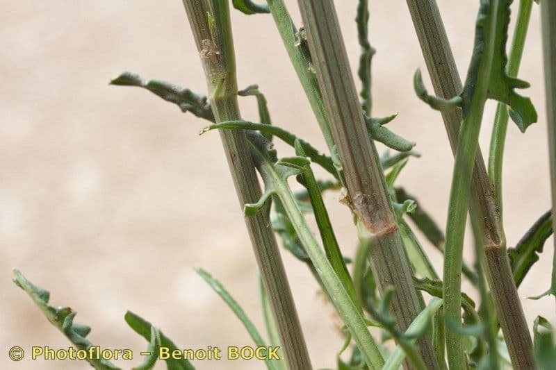 Rumex 21