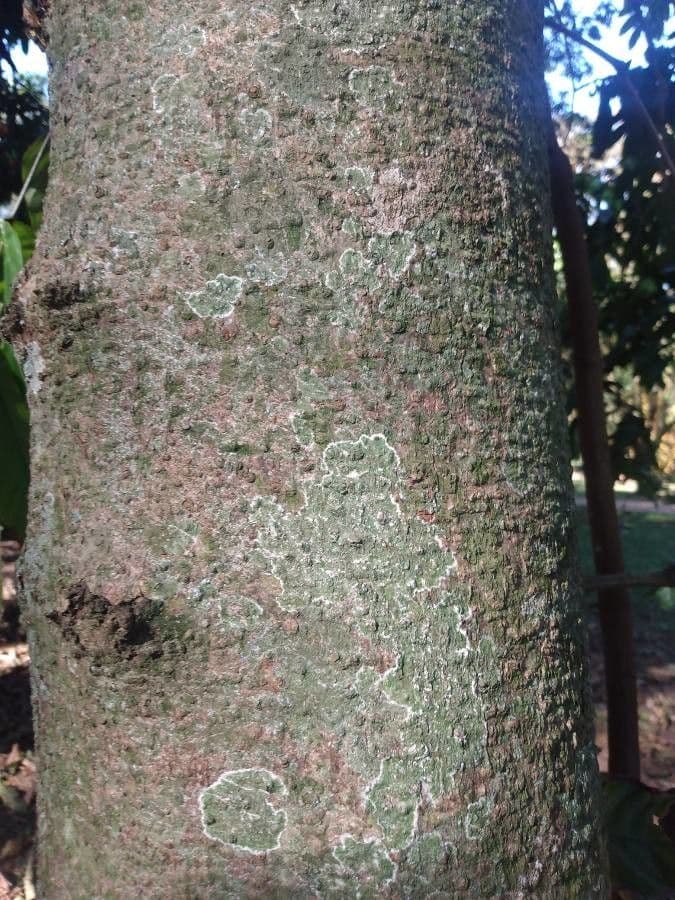 Saraca indica 19