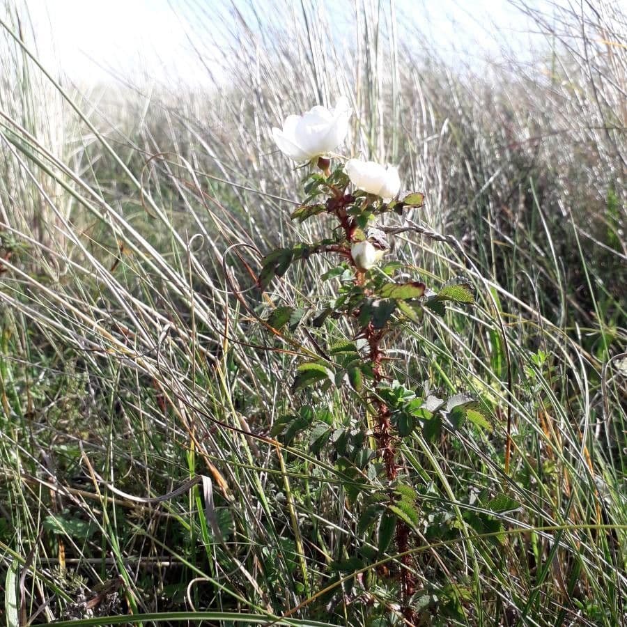 Bibernell-Rose 14