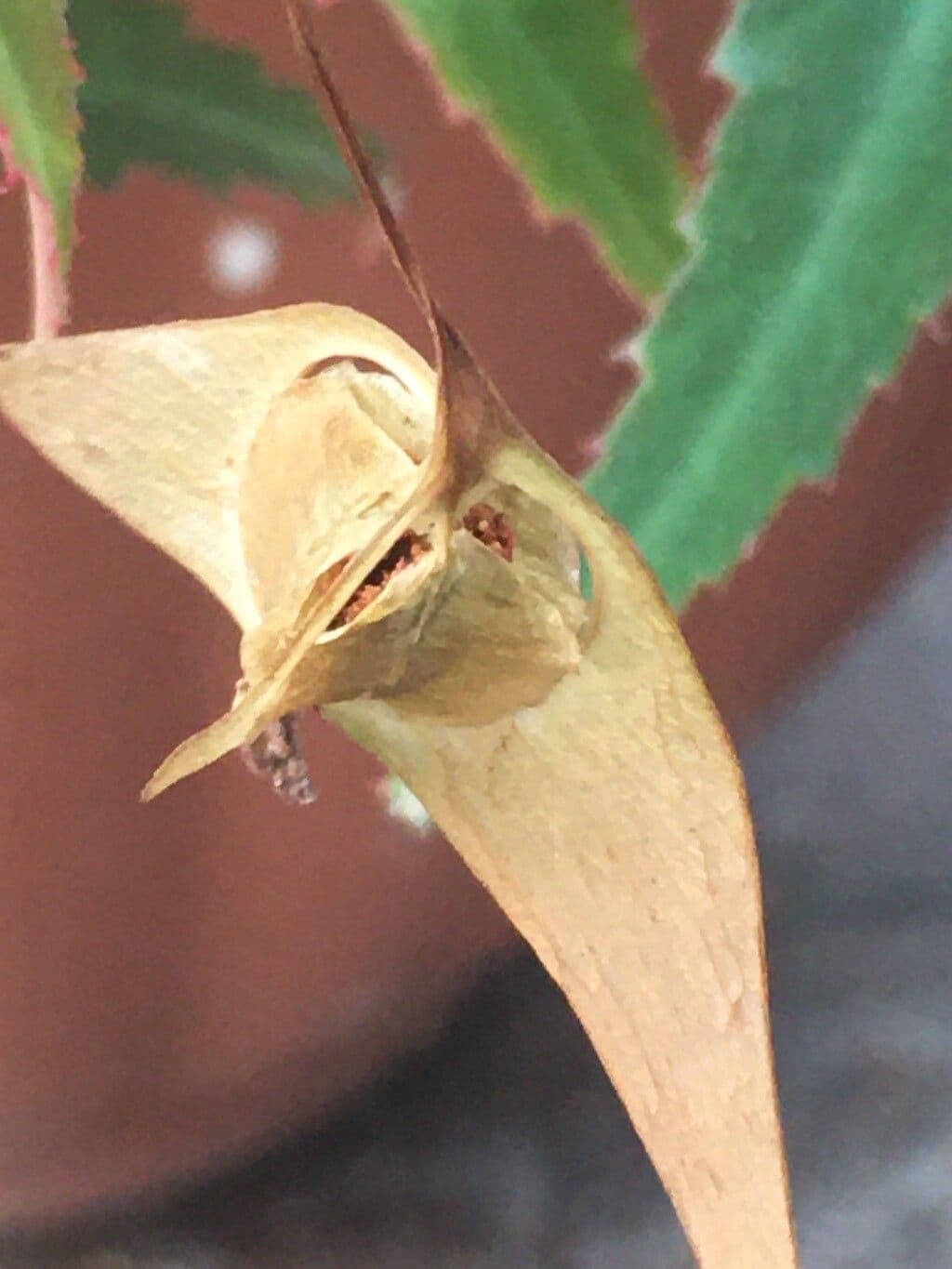 Begonia boliviana