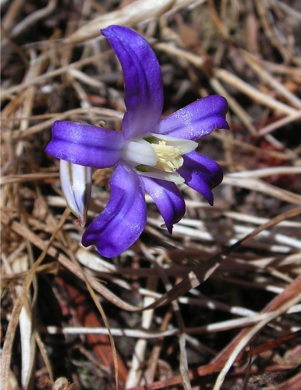 Brodiaea coronaria 5