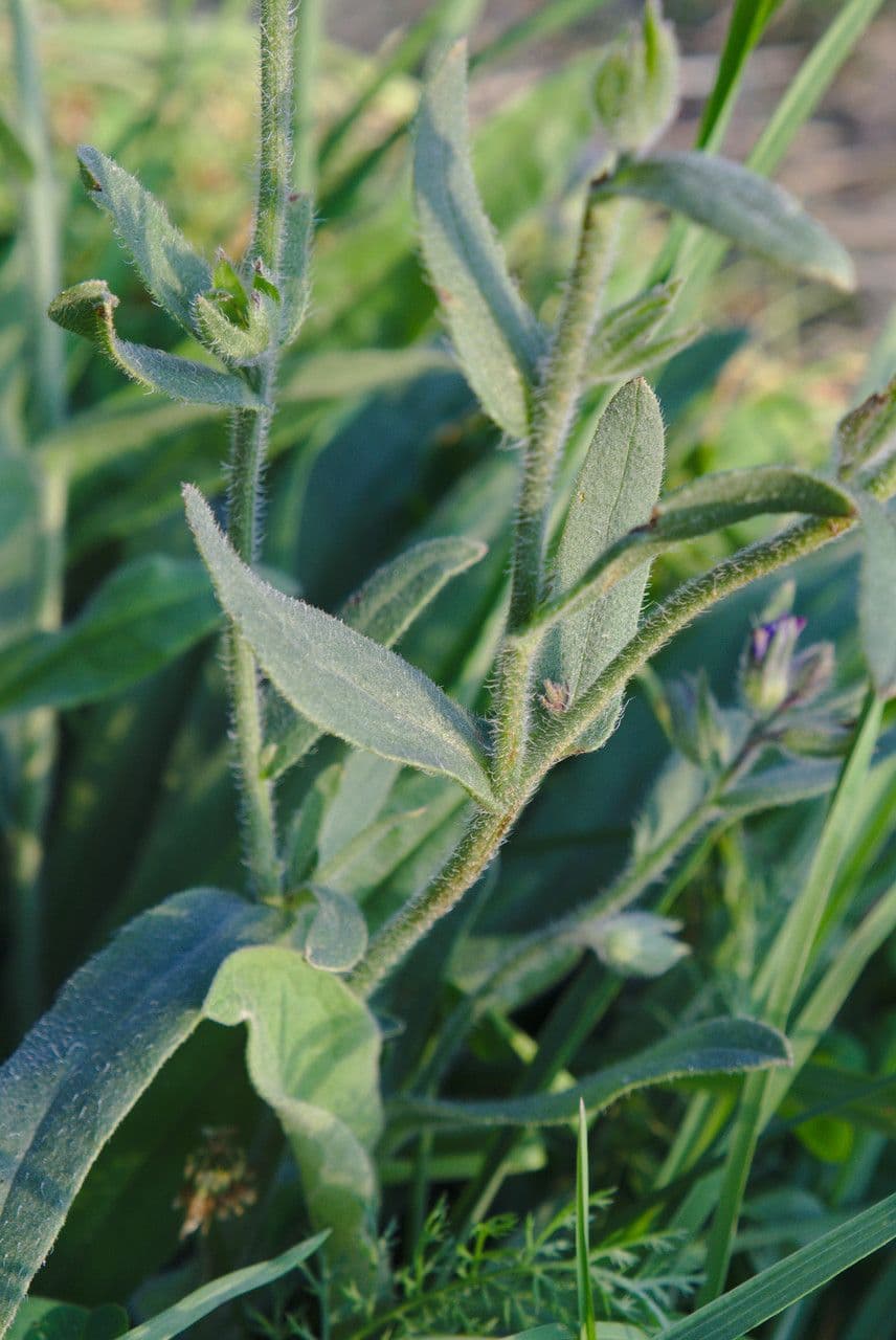 Lingua di bue officinale 20
