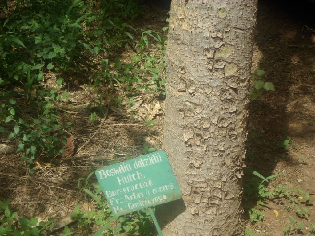Boswellia dalzielii 3