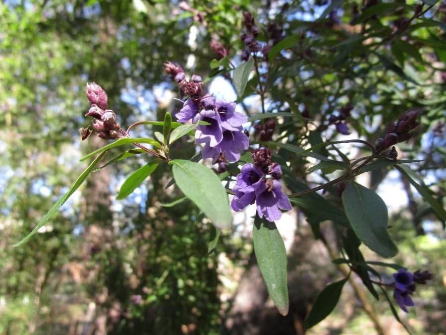 Prostanthera ovalifolia 4