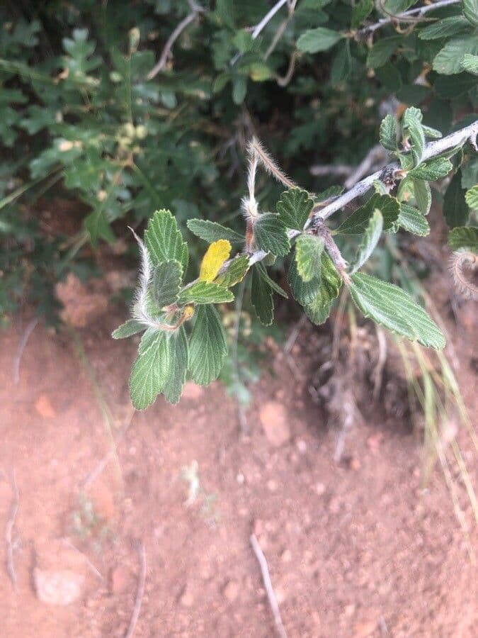 Cercocarpus montanus 18