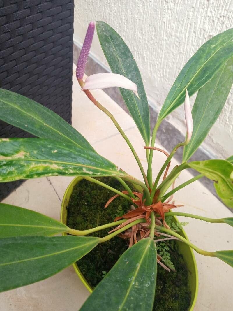 Anturio 2