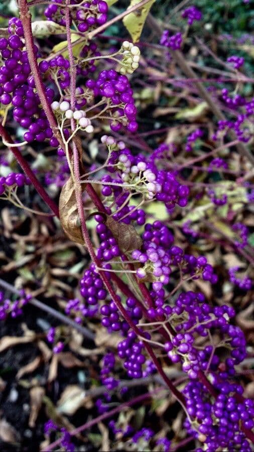 Callicarpa giapponese 2