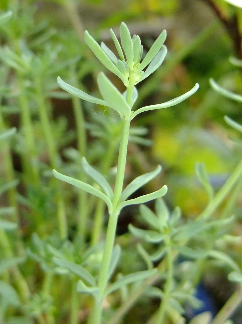 Linaria alpina 25