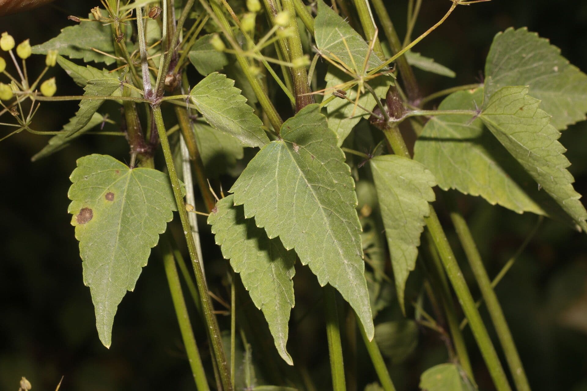 Spananthe 6