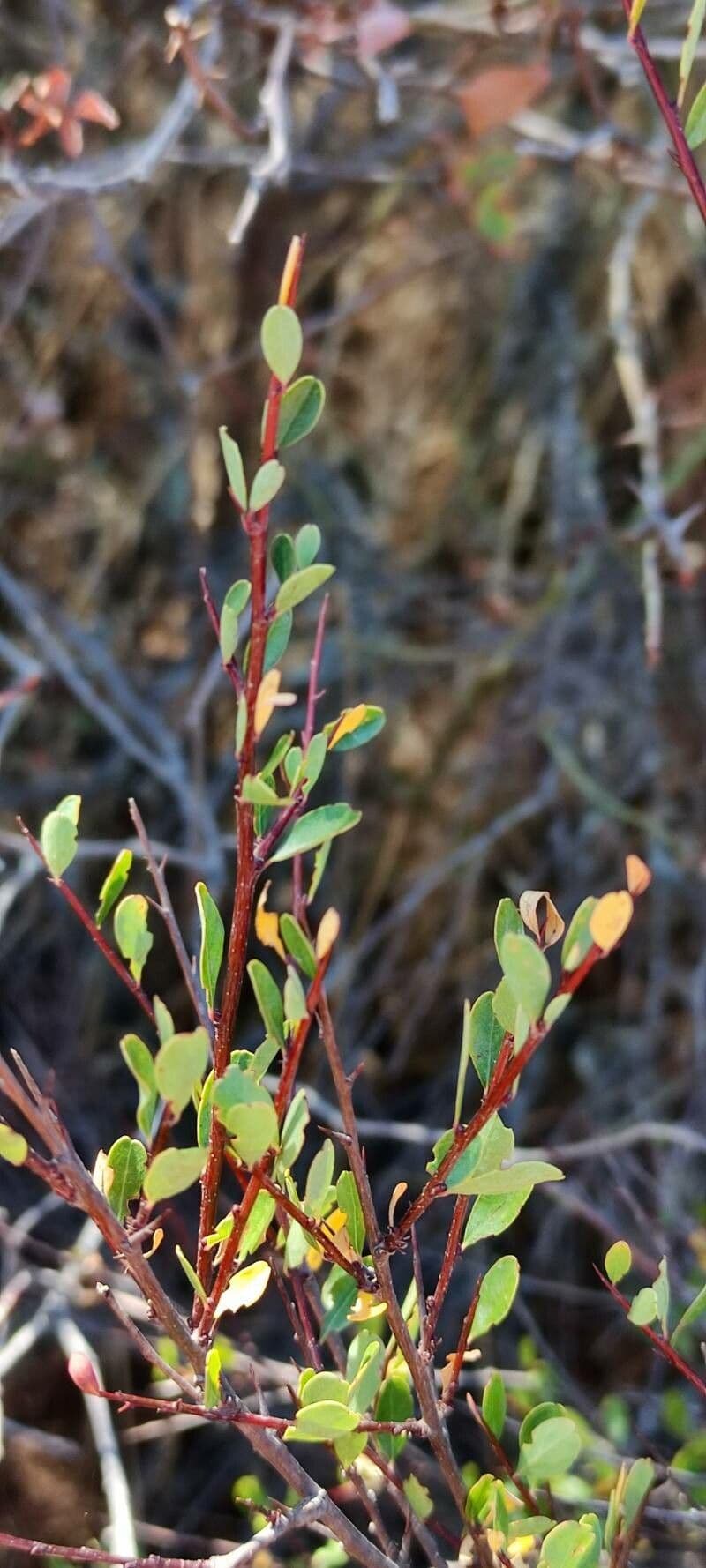 Flueggea tinctoria 18