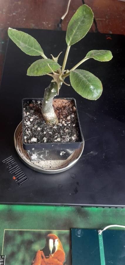 Dorstenia 10