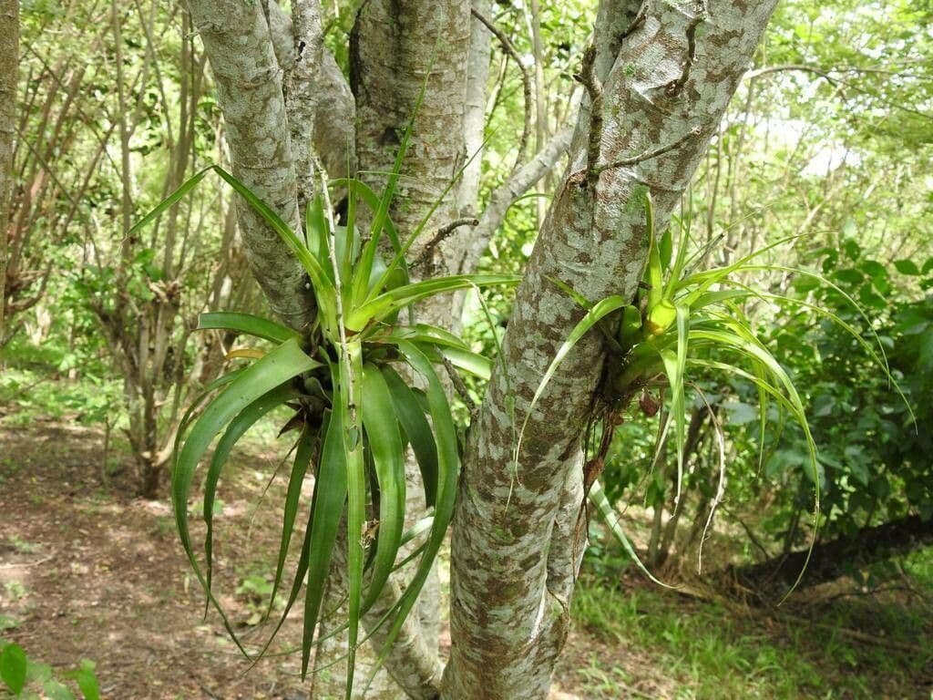Tillandsia elongata 2