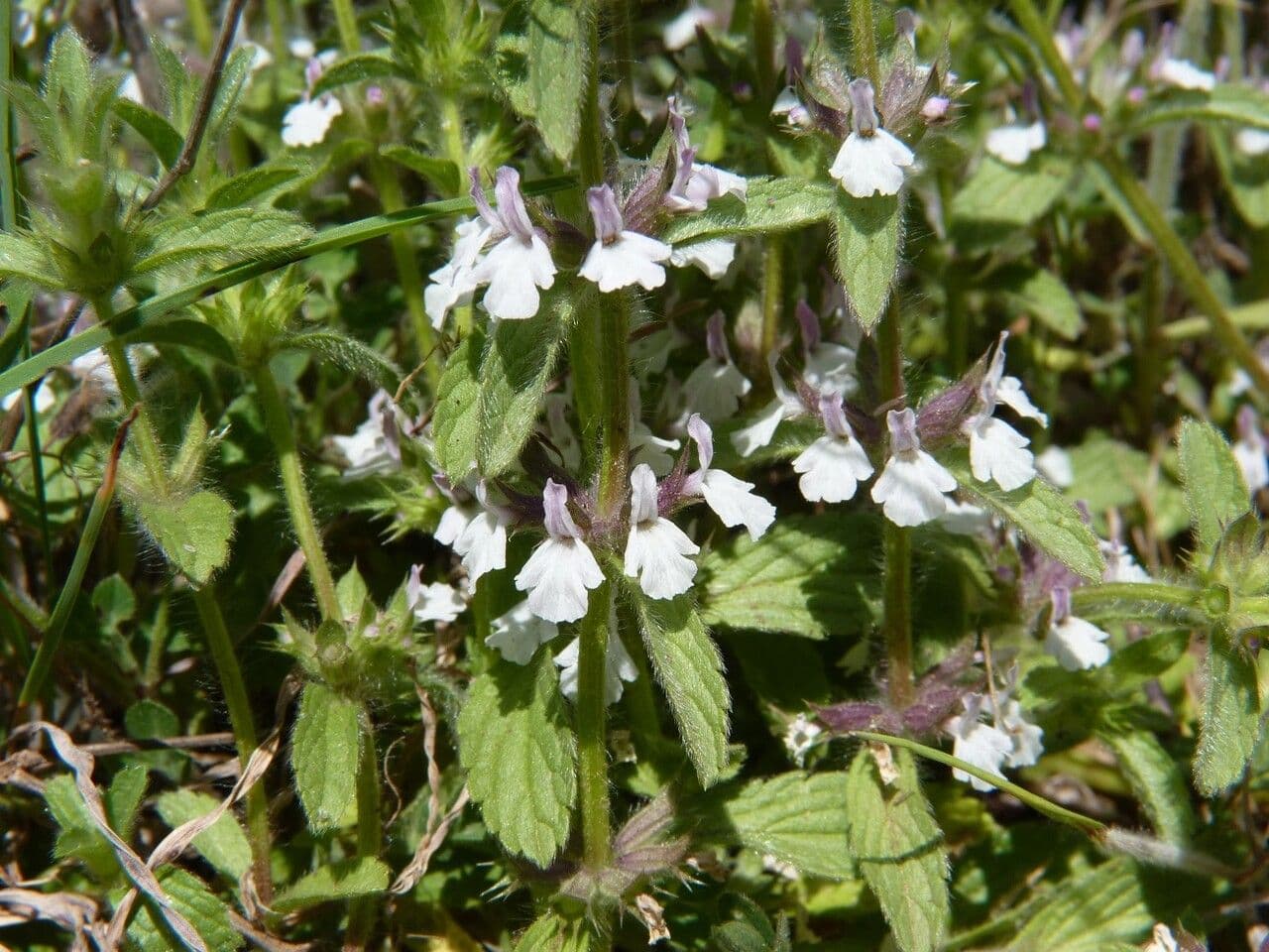 Sideritis romana 26