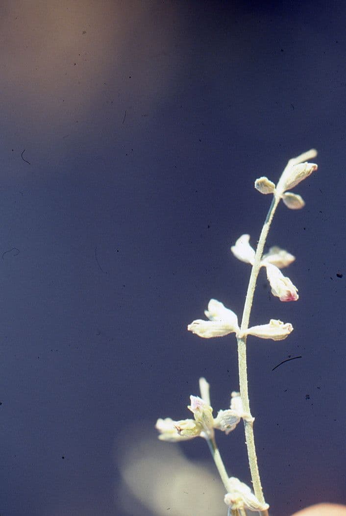 Caylusea hexagyna 8
