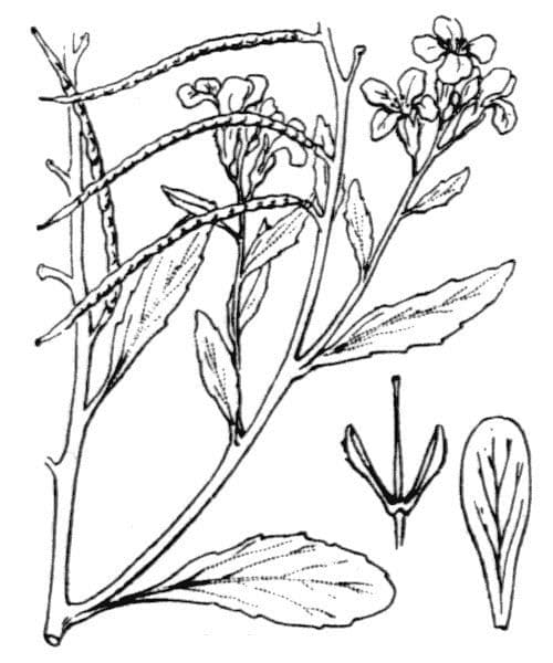 Malcolmia flexuosa 12