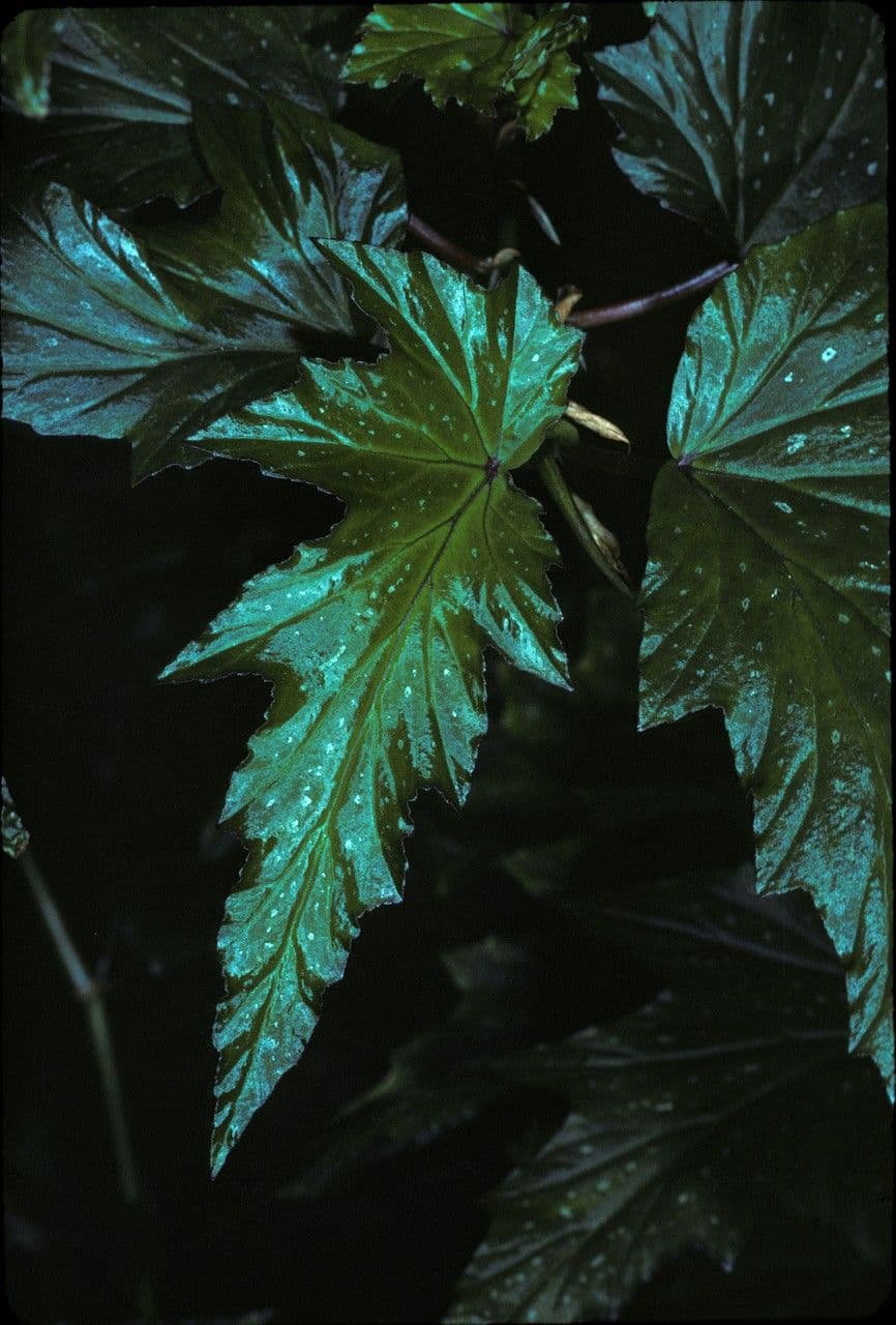 Begonia