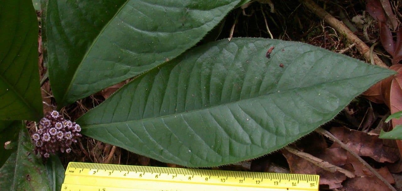 Ardisie 13