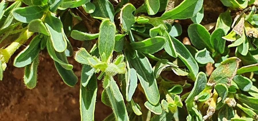 Barleria argentea 16