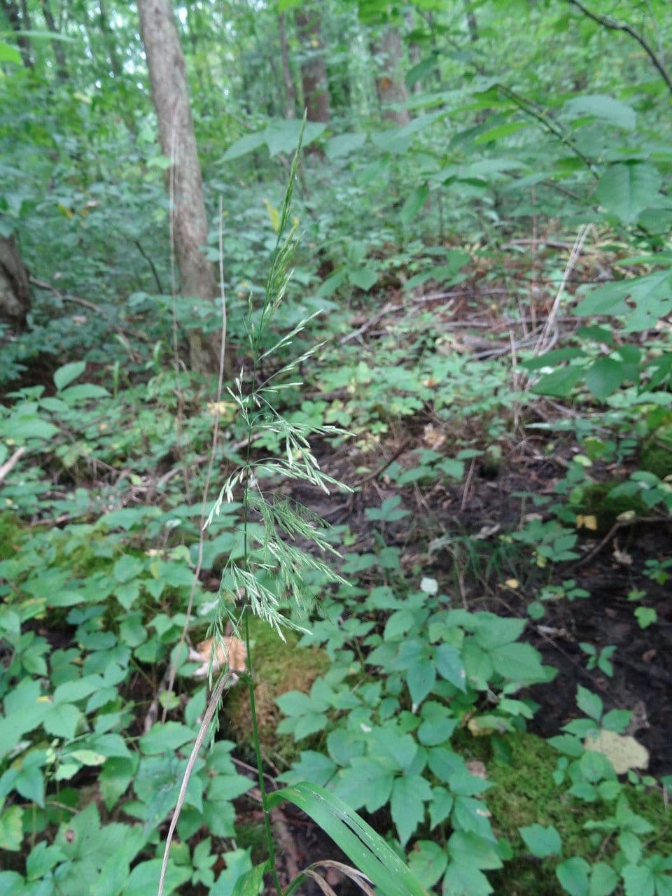 Cinna arundinacea 7