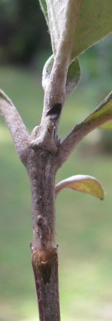Arachnothryx buddlejovitý 14