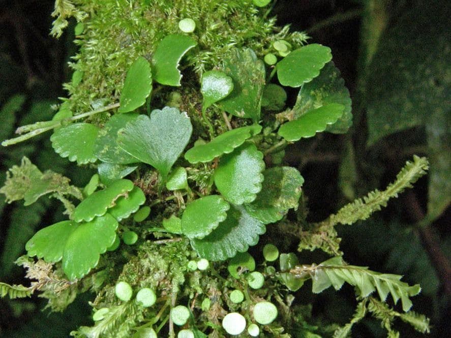 Elaphoglossum peltatum 10