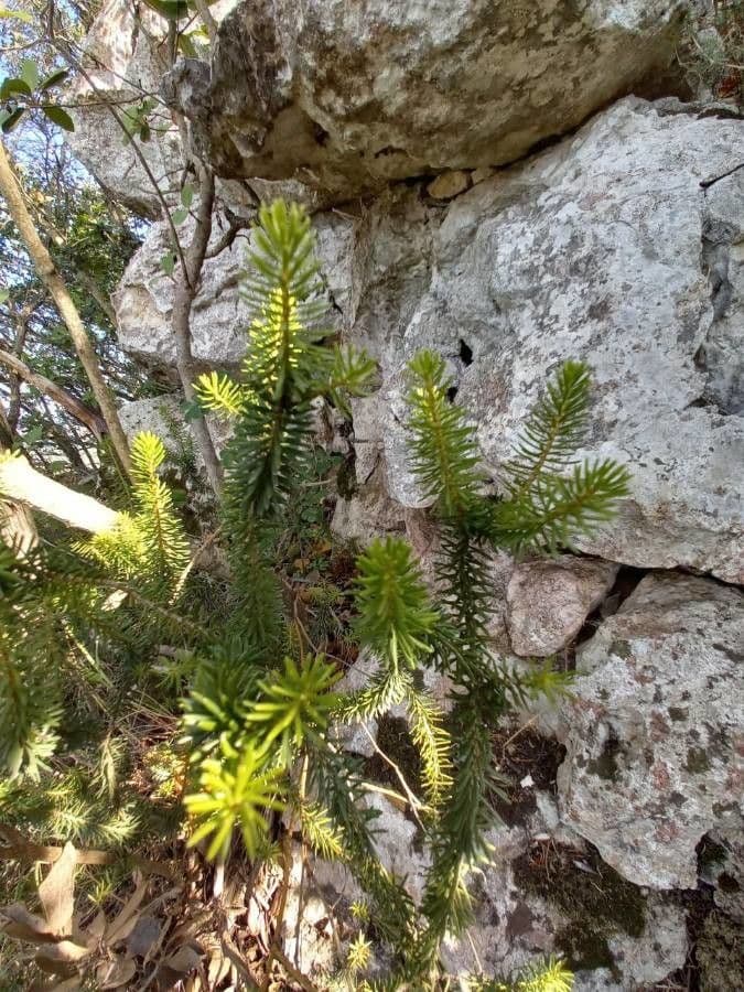 Erica multiflora 16