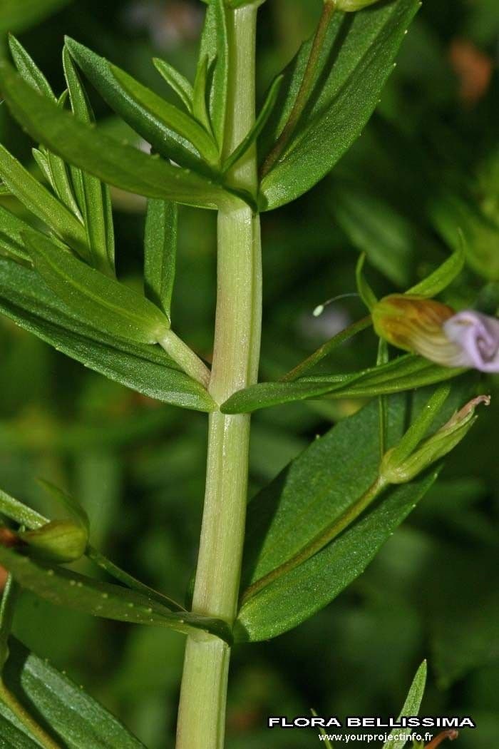 Graciola lekárska 19