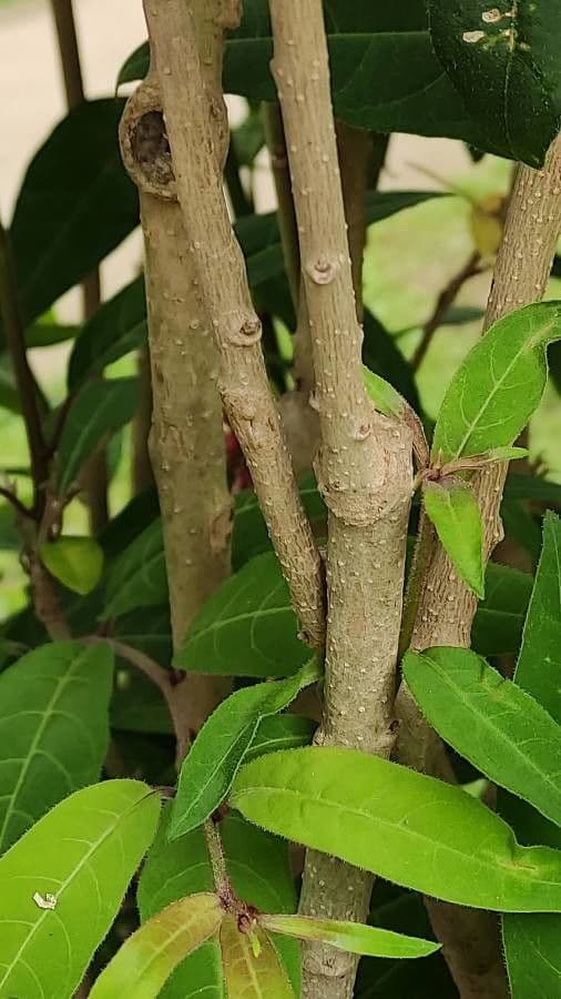 Cestrum elegante 24