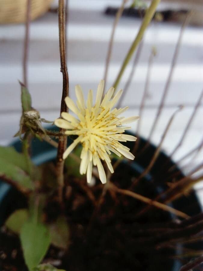 Lactuca indická 3