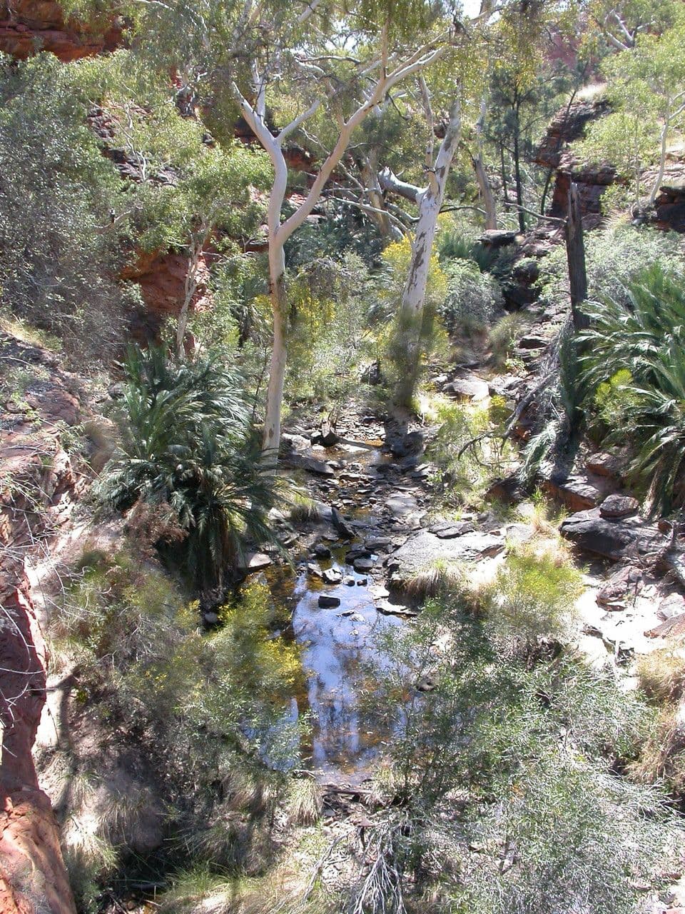 Macrozamia 2