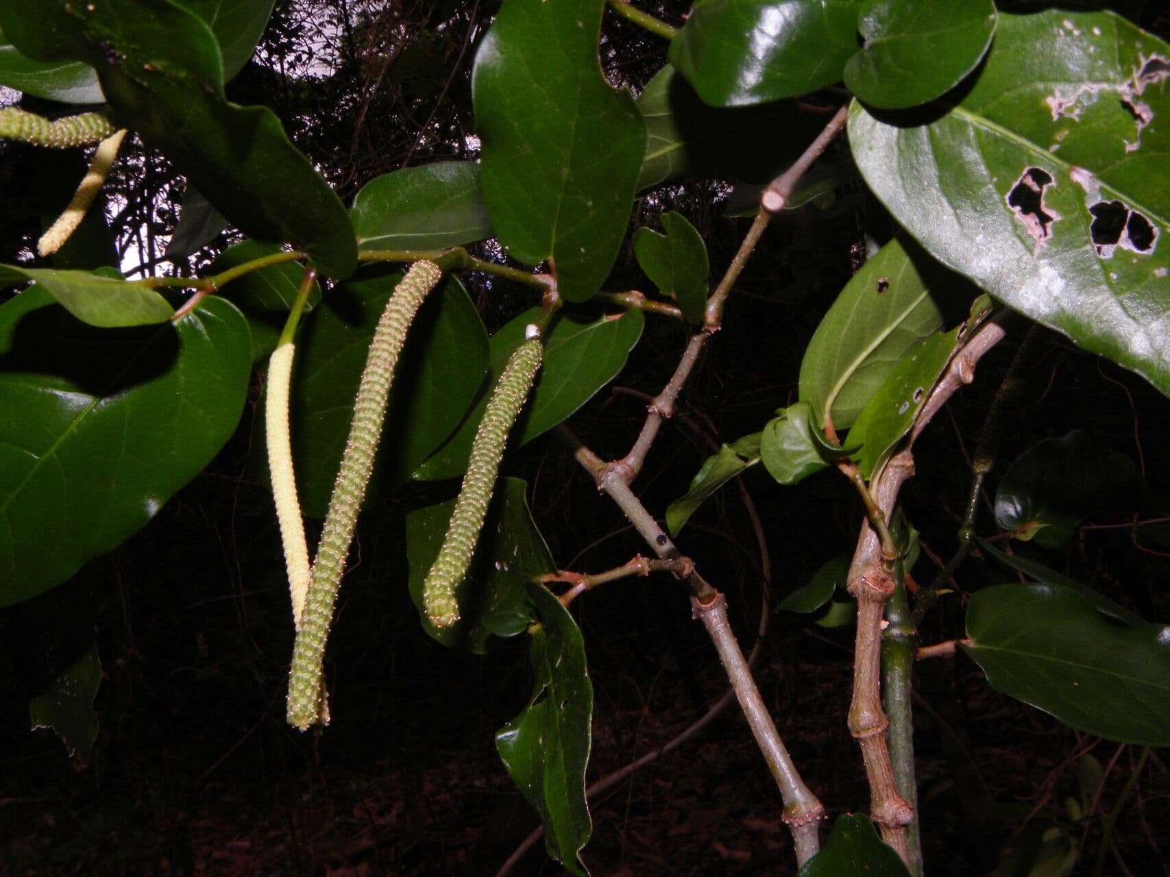 Pimienta tuberculada 12