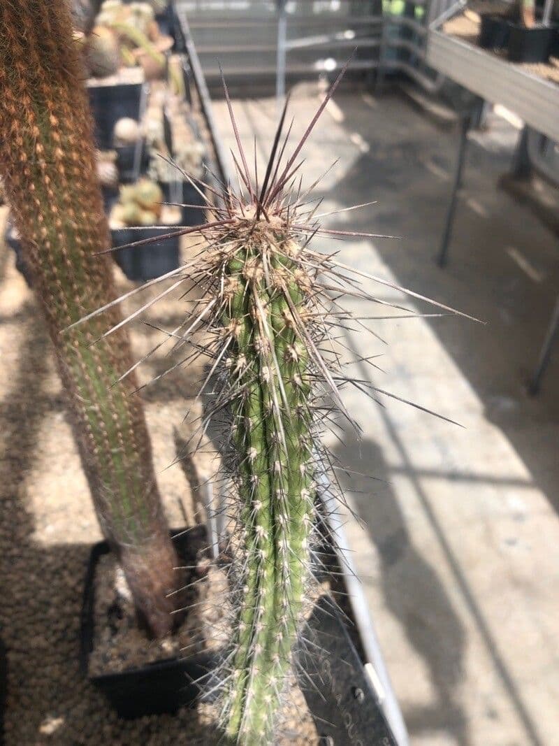 Copiapoa d'Iquique 2