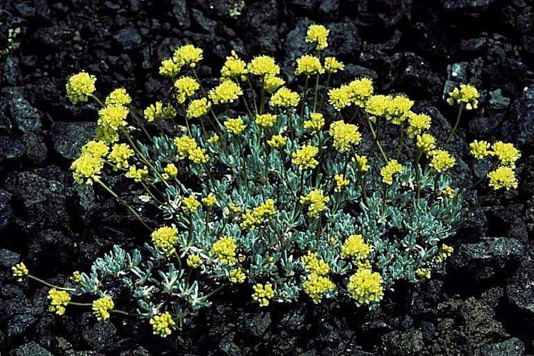 Polygonum prostré