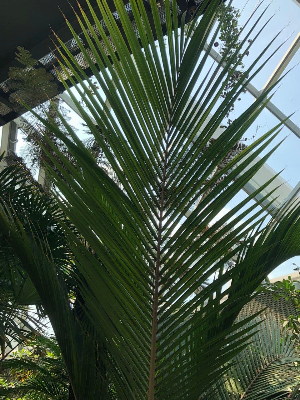 Palma Nikau 17