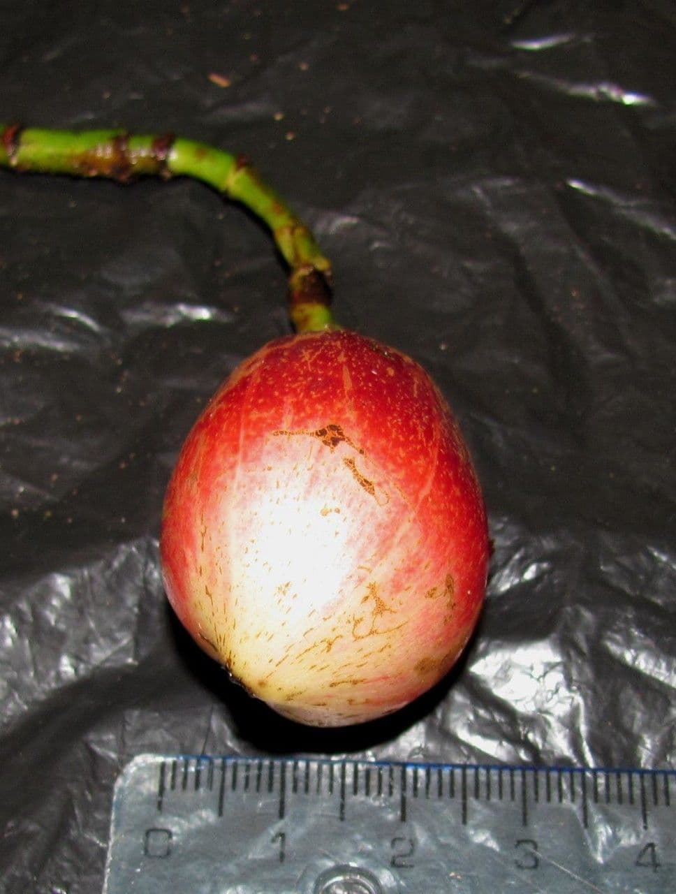 Chrysochlamys 2