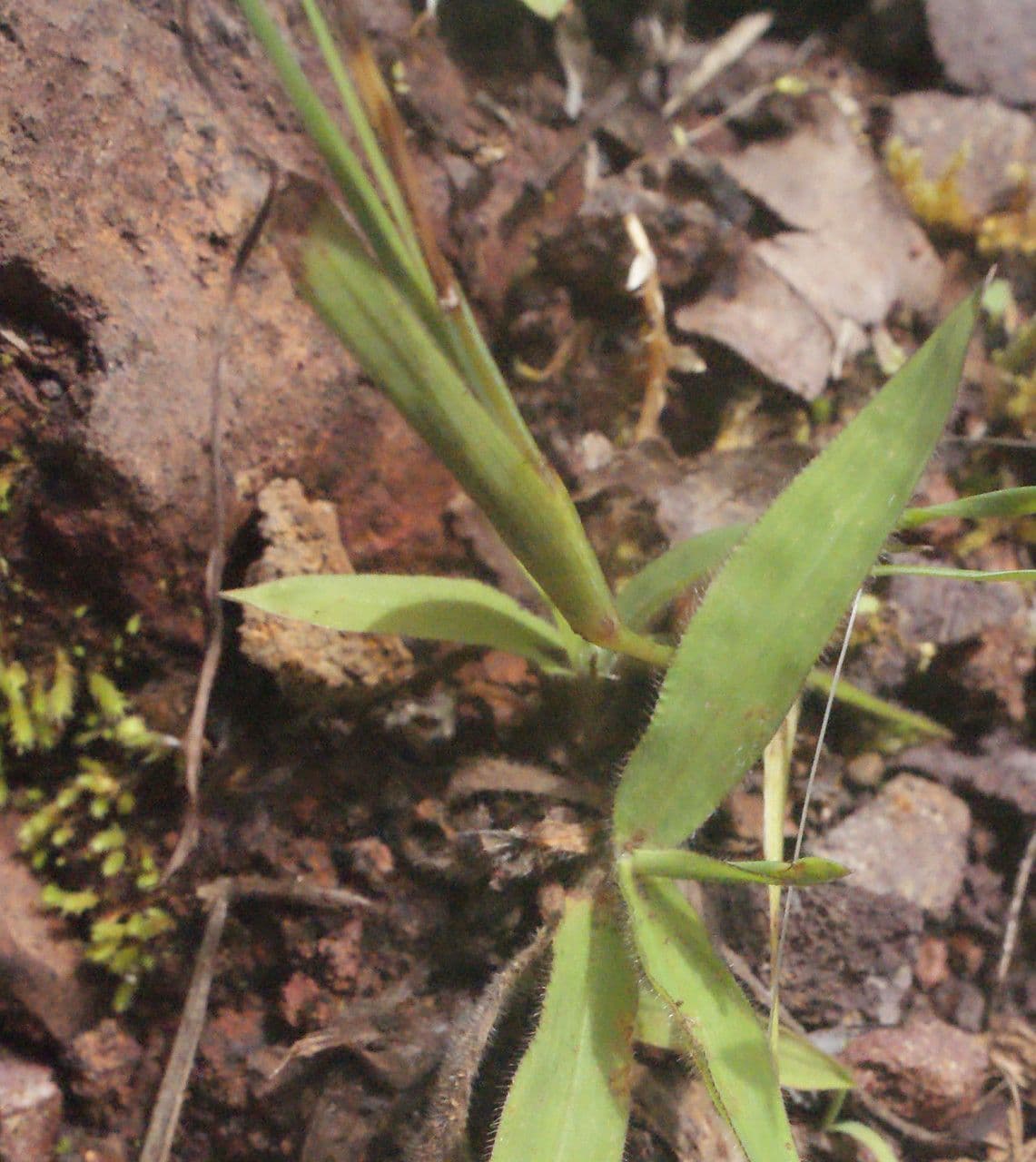 Sisyrinchium micranthum 12