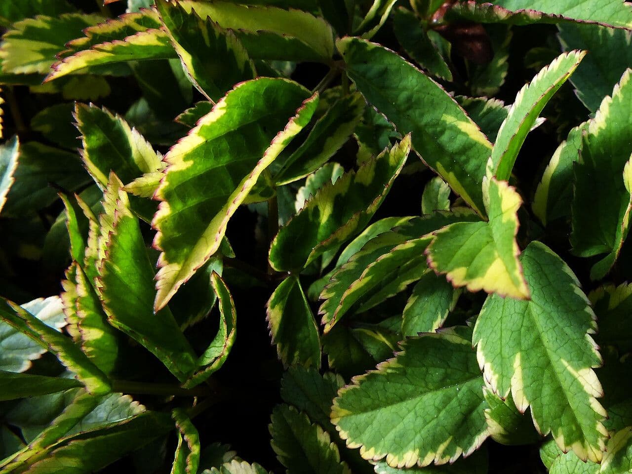 Ligusticum scoticum 18