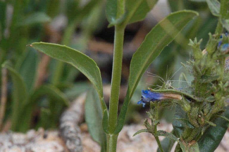 Penstemon verde 10