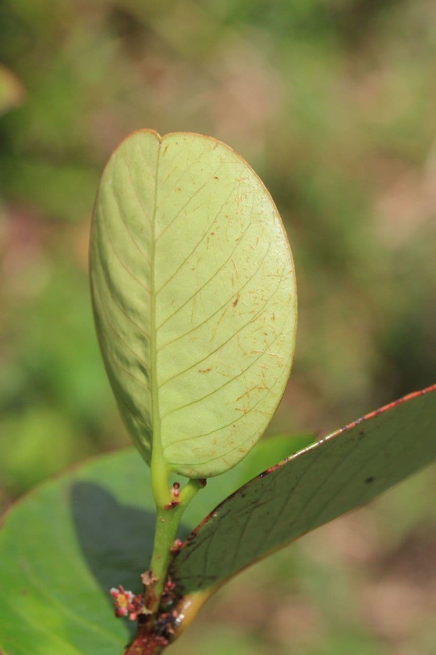 Phyllanthus phillyreifolius 17