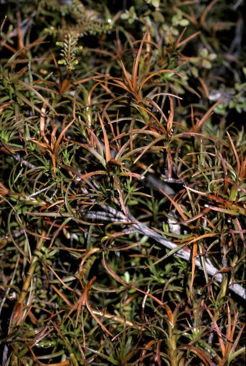 Dracophyllum 3