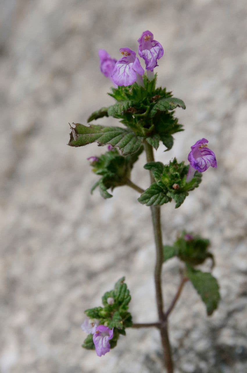 Canapetta pirenaica 2