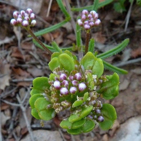 Iberis ciliata 9
