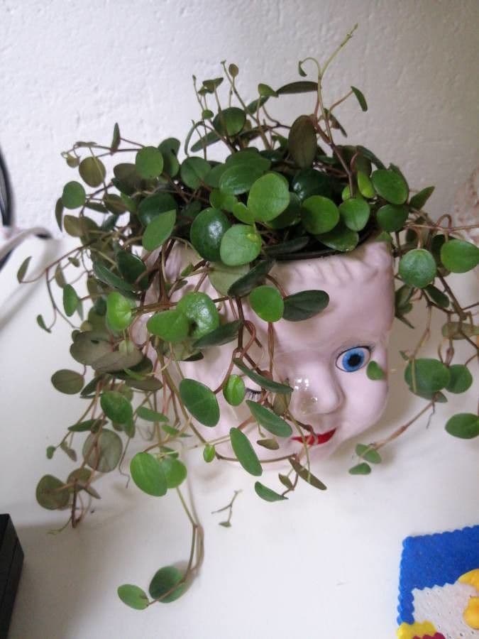 Peperomia 3