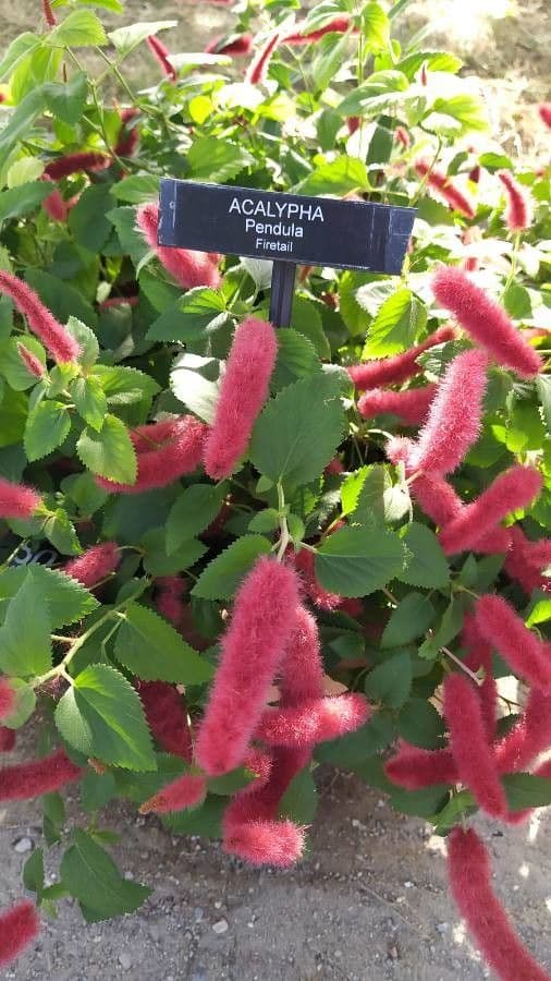 Acalypha 2
